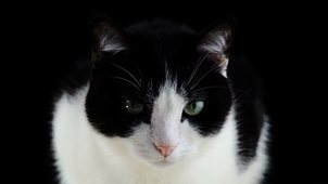 cat.mp4